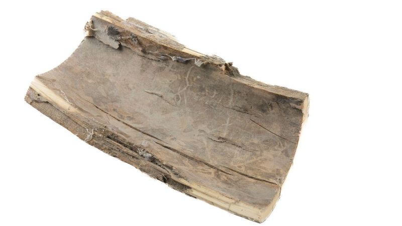 Coque ivoire de mammouth