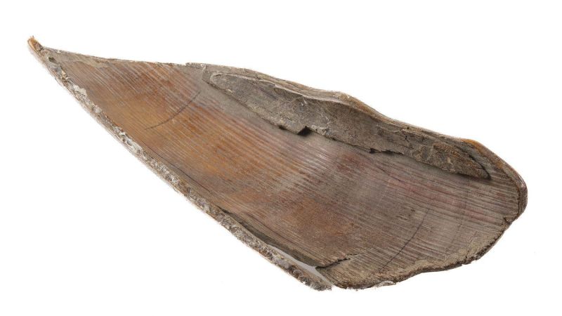 Concha de marfil de mamut