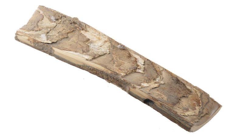 Concha de marfil de mamut