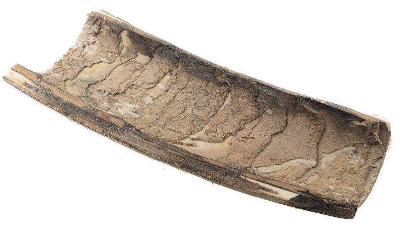 Concha de marfil de mamut