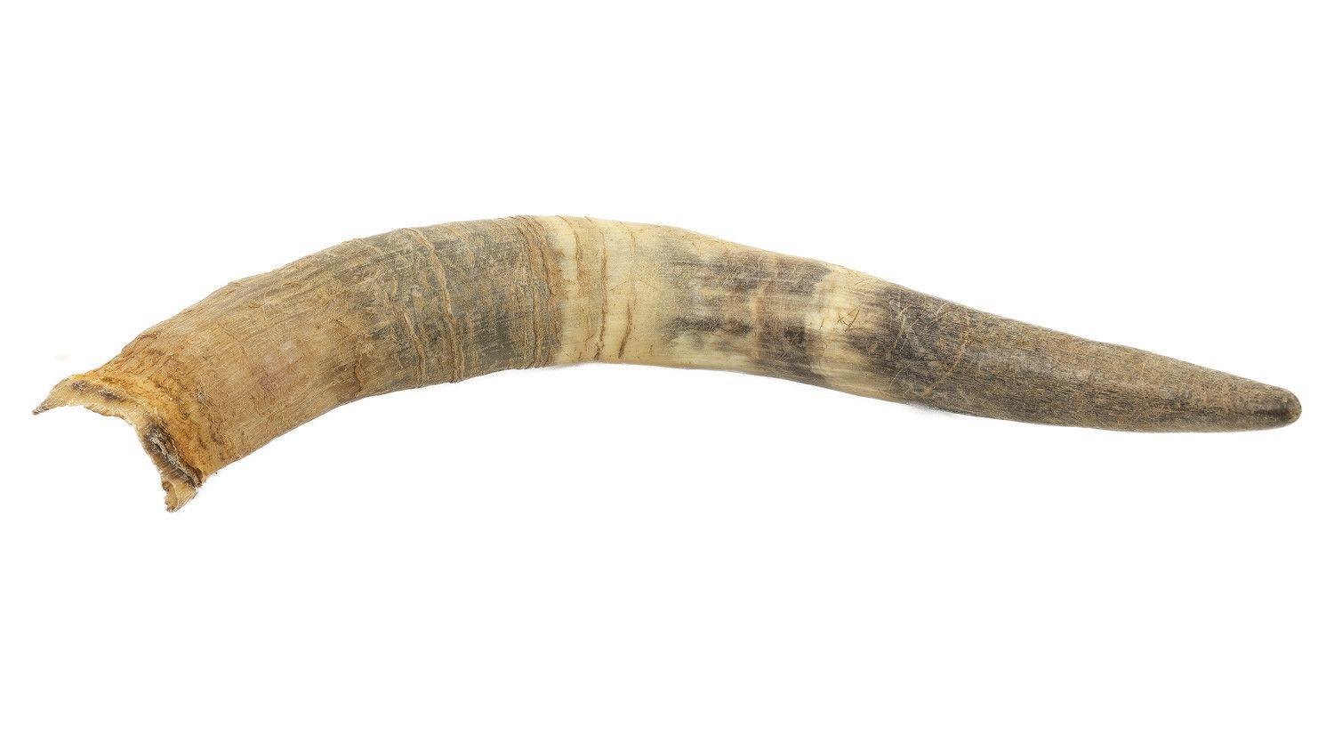 Corne entiere de vache française