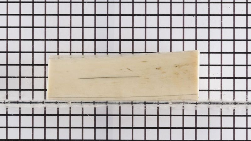 Trozo de Colmillo de Morsa CITES FR2201500007-I