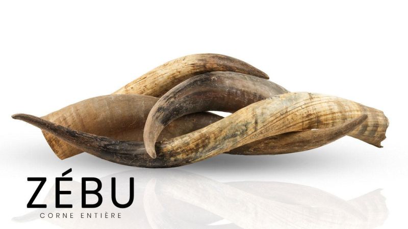 Ganzes Zebuhorn als Stück -