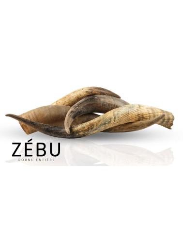 Cuerno de cebú entero por pieza -