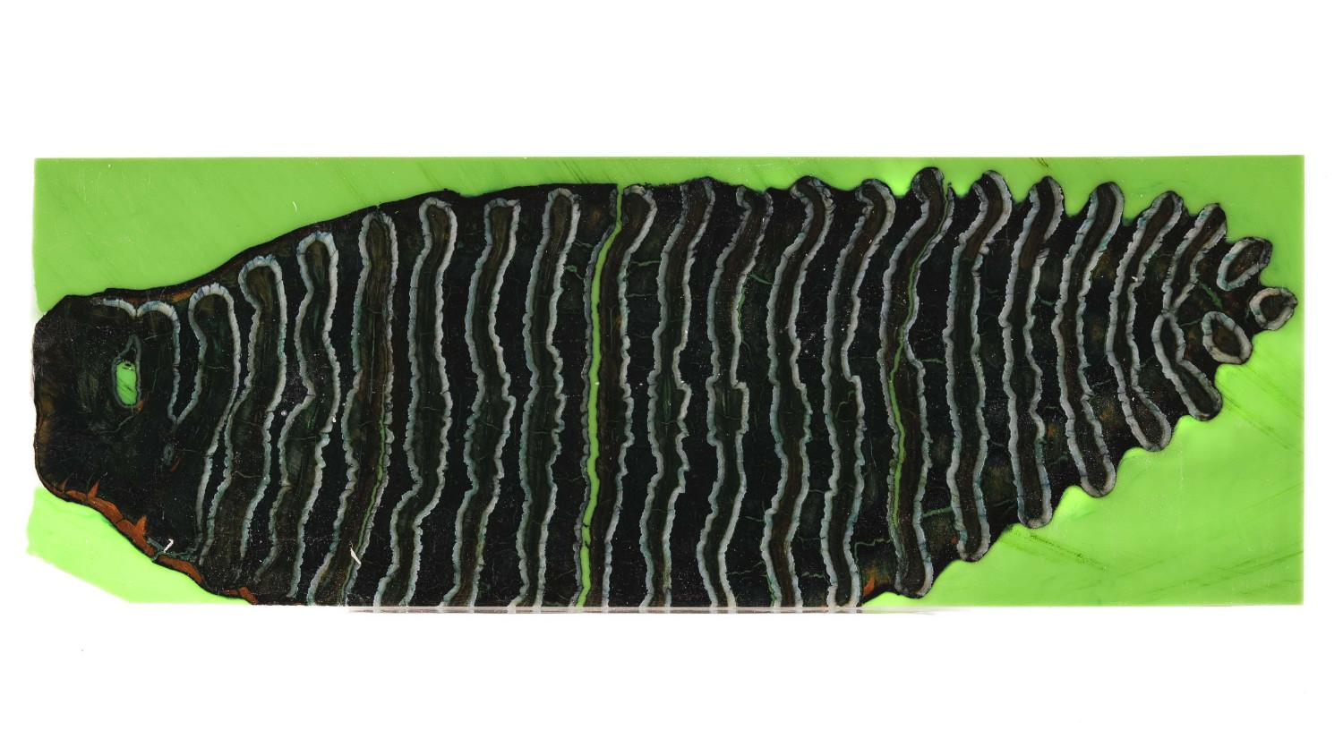 24070079
