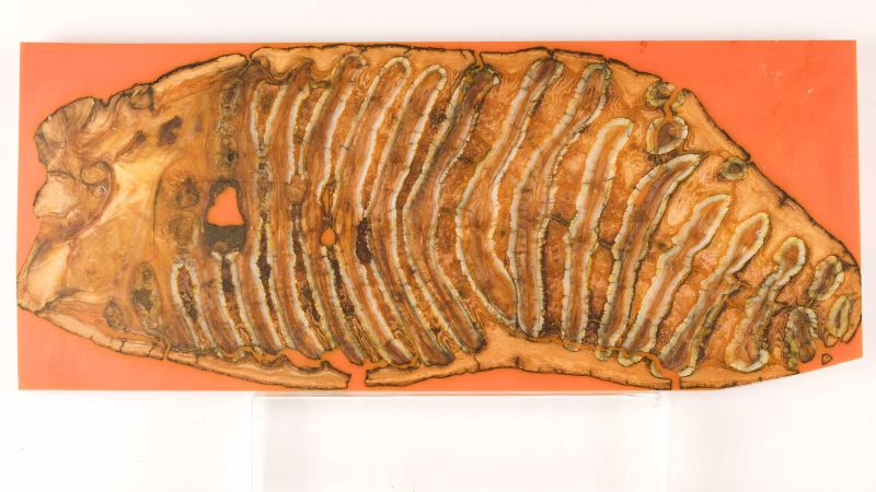 Stabilized Yellow Mammoth Molar Plate