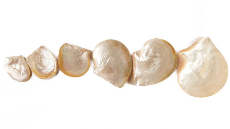 Außergewöhnliche gelbe Perlmuttmuschel - Pinctada maxima