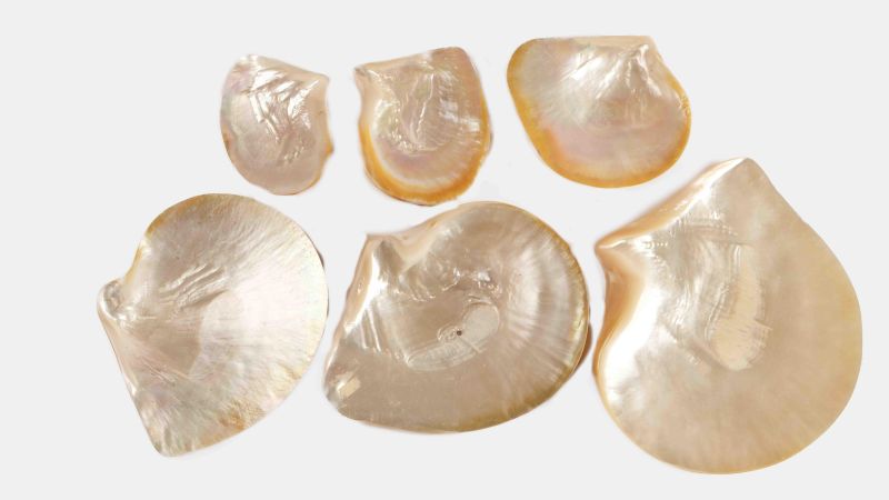 Coquille de Nacre Jaune Exceptionnelle - Pinctada maxima