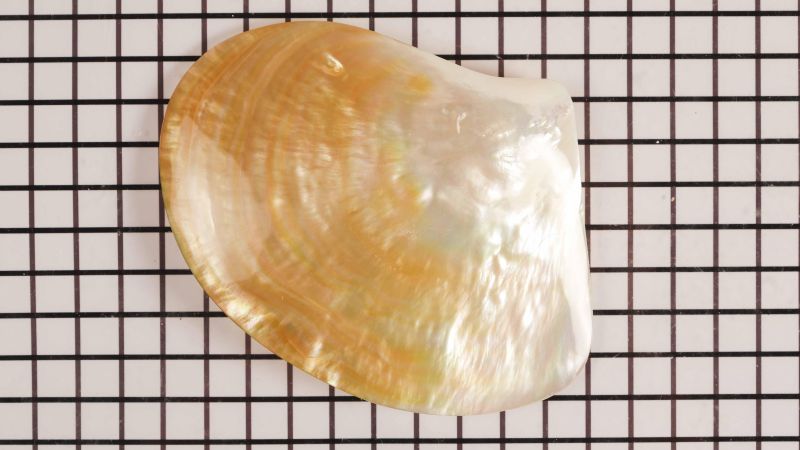 Conchiglia di madreperla gialla eccezionale - Pinctada maxima