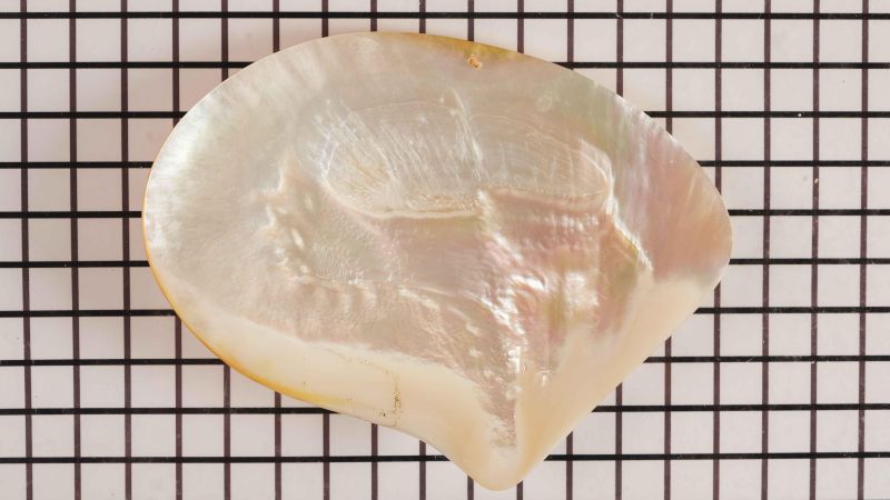 Conchiglia di madreperla gialla eccezionale - Pinctada maxima