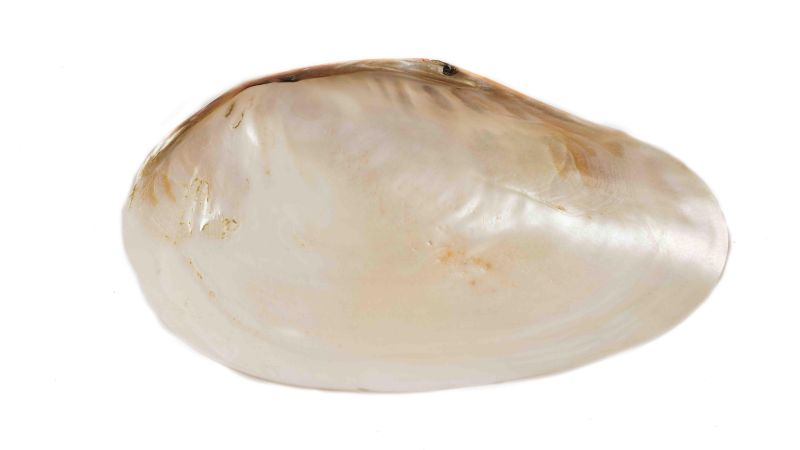 Riesige dicke Muschelschale - Modiolus modiolus