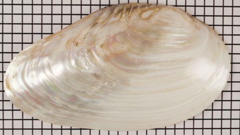 Concha de mejillón gigante y grueso - Modiolus modiolus