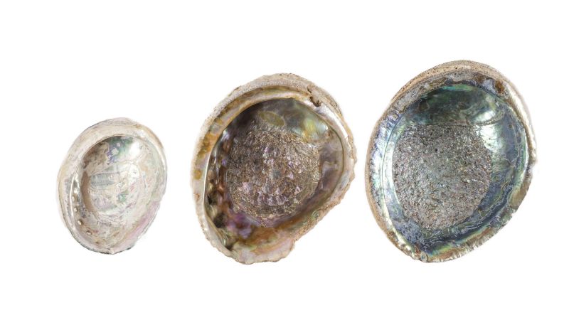 Conchiglia di abalone grezzo - Haliotis fulgens