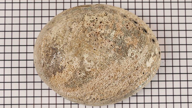 Coquille Ormeau Brut - Haliotis fulgens