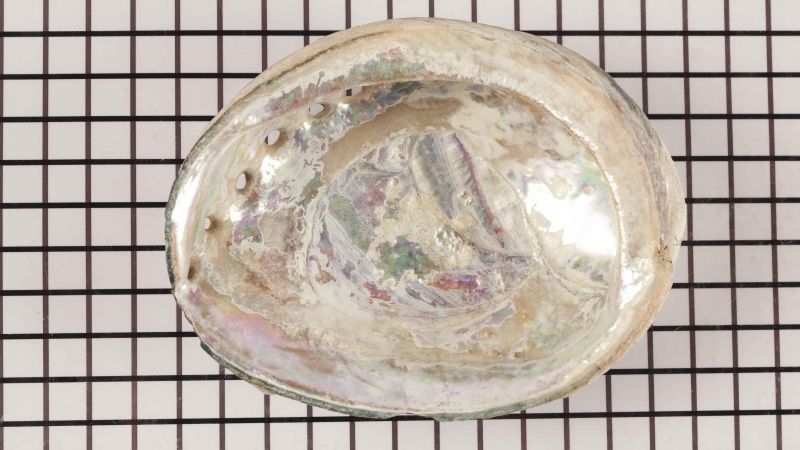 Concha de abulón en bruto - Haliotis fulgens