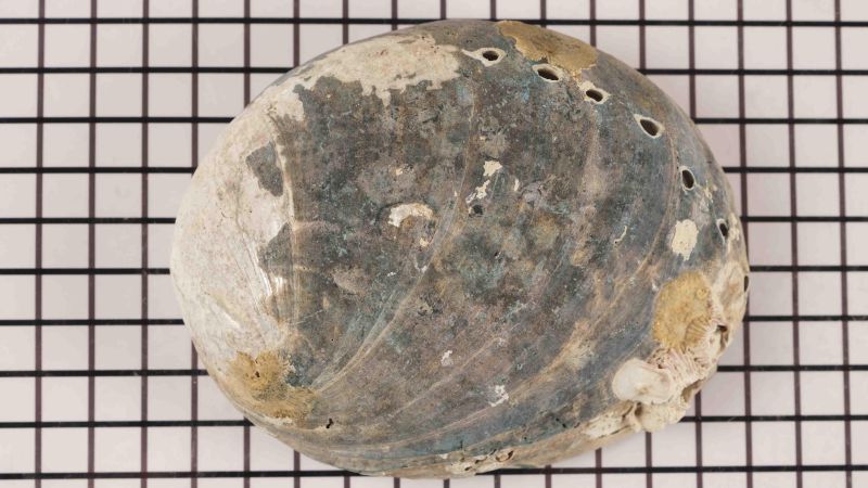 Conchiglia di abalone grezzo - Haliotis fulgens