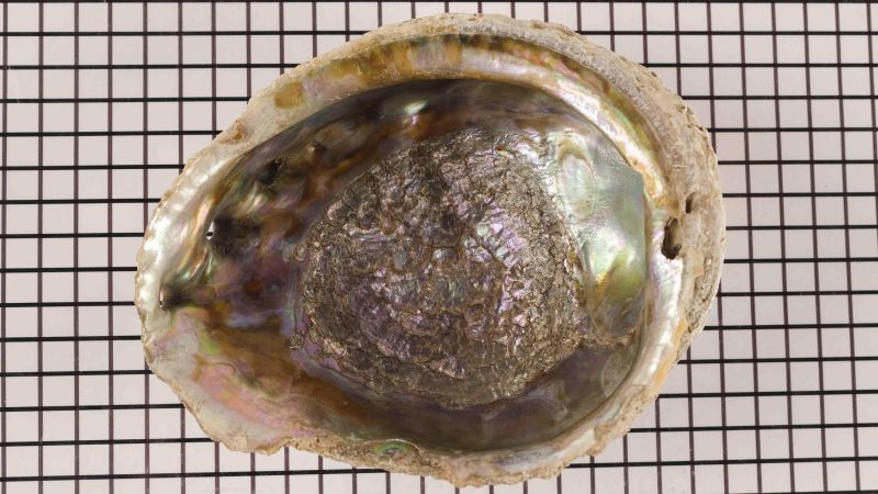 Rohe Abalone-Schale - Haliotis fulgens