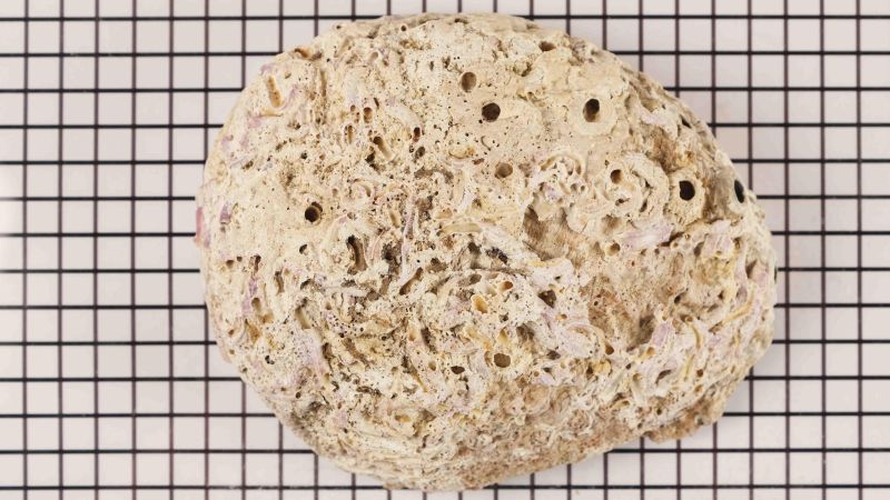 Conchiglia di abalone grezzo - Haliotis fulgens