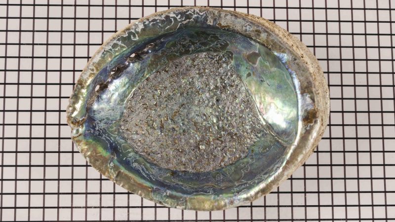 Raw Abalone Shell - Haliotis fulgens