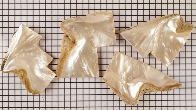 Lot of white mother-of-pearl offcuts