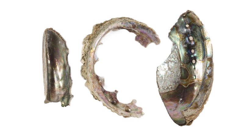 Lot of Abalone offcuts