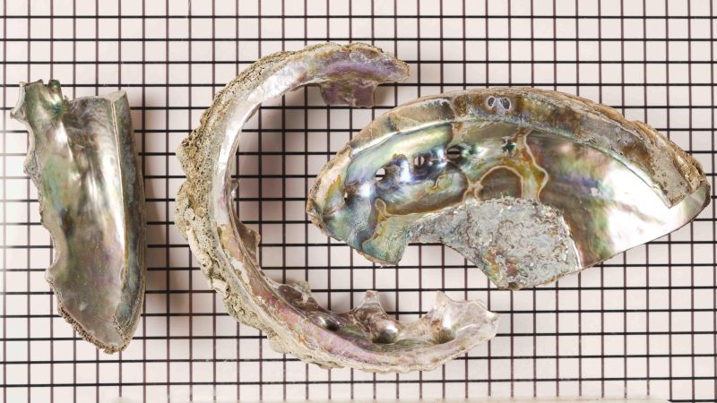 Lot de Chutes Abalone