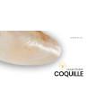 Giant Thick Mussel Shell - Modiolus modiolus