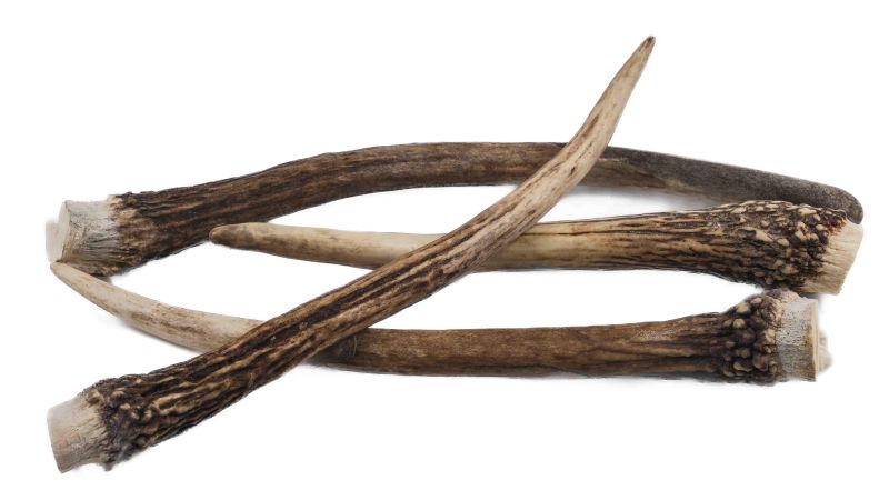 Asta de ciervo - Material natural para artesanía y cuchillería