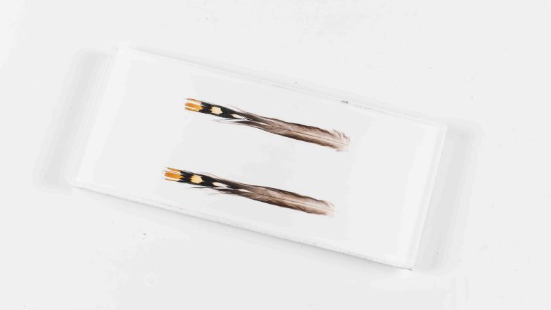 Inclusión de plumas reales de gallo de la jungla - Resina PMMA - hecho en Francia