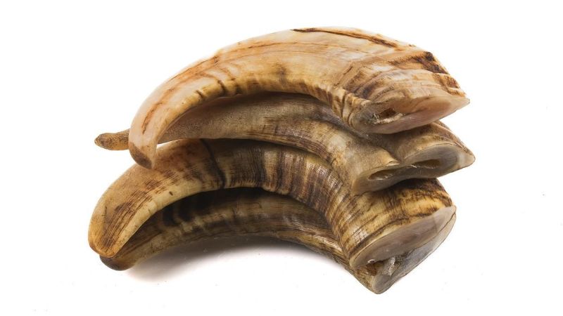 Corne de Bélier Aplatie