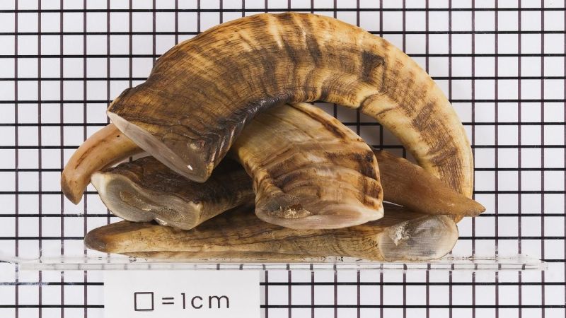 Corne de Bélier Aplatie