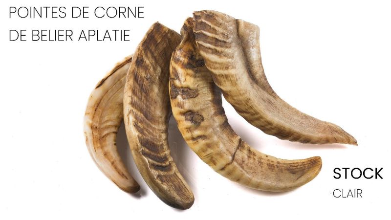 Corne de Bélier Aplatie