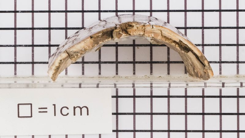 Platten elfenbein fohlen Mammut