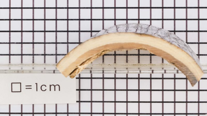 Placa marfil fósiles Mamuth Q+