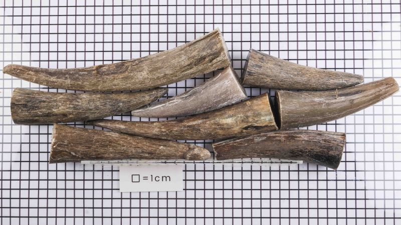 Zebu punta nera: un materiale resistente ed estetico per le tue creazioni