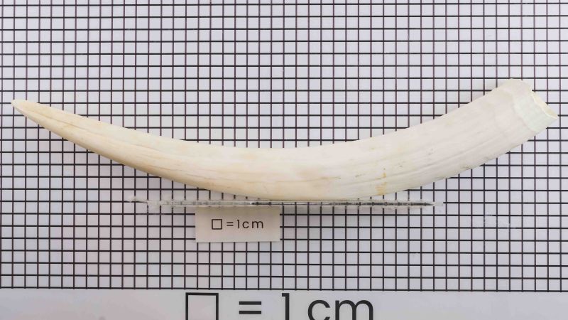 Dent de morse - Odobenus Rosmarus - IC2502-009 Cites FR2401500006-I