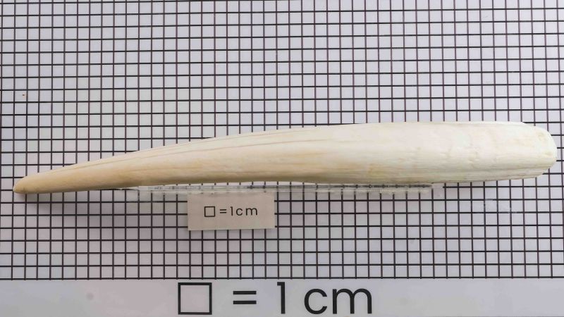 Walrosszahn - Odobenus Rosmarus - IC2502-009 Cites FR2401500006-I