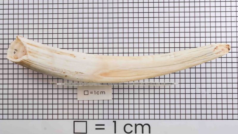 Walrosszahn - Odobenus Rosmarus - IC2502-010 Cites FR2401500006-I