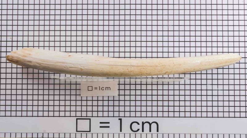 Dente di tricheco - Odobenus Rosmarus - IC2502-010 Cites FR2401500006-I