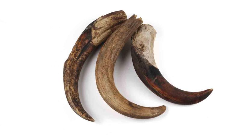 Manche de Dent de Phacochère