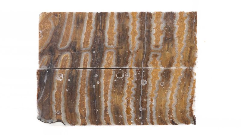 Handle mammoth Molar stabilised