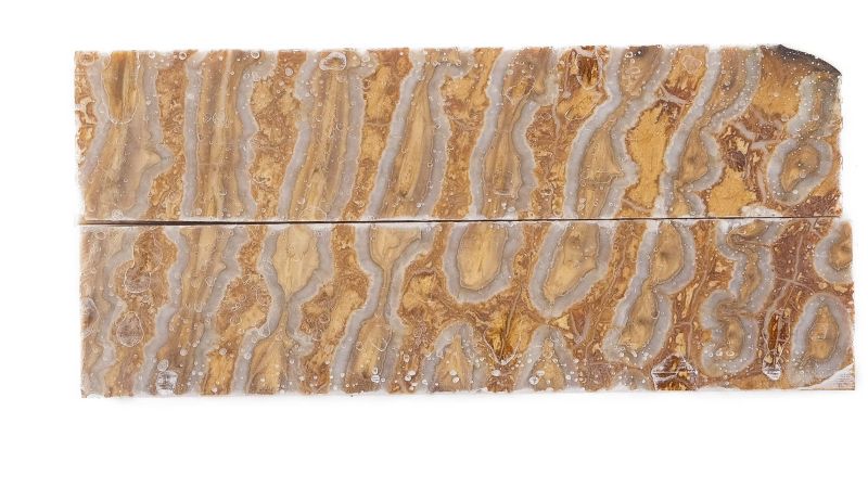 Handle mammoth Molar stabilised