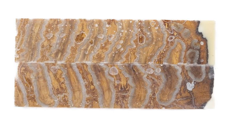 Handle mammoth Molar stabilised