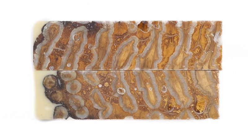 Handle mammoth Molar stabilised