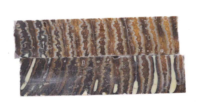 Manche molaire de mammouth stabilisé