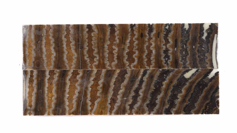 Griff mammut Backenzahn stabilisiert