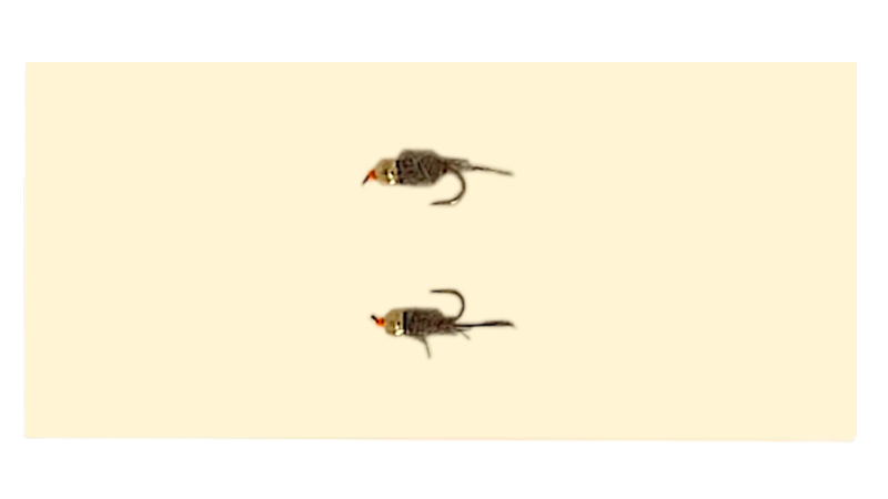 Echter Fischpilz - Französische Inklusion