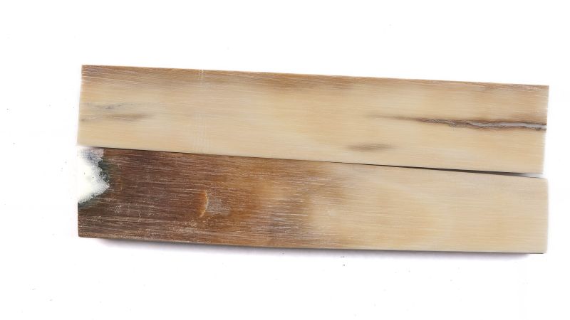 Mango de marfil de mamut estabilizado | Material fósil poco común | Mercorne