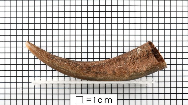 Blonde Spitze von Horn von büffel