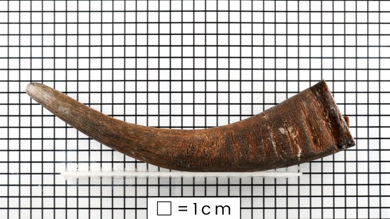 Blonde Spitze von Horn von büffel